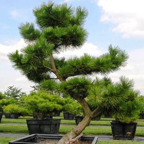 decorative landscape pine trees