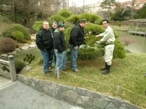 Our Garden Passion 3 Learning From The Best: Nobuhiko Kobayashi From Adachi Museum Of Art Offers Pine Pruning Instruction
