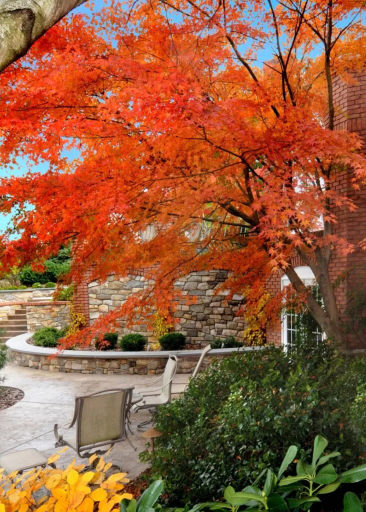 Enduring Stone Walls With Brilliant Fall Color, Lancaster, Pa