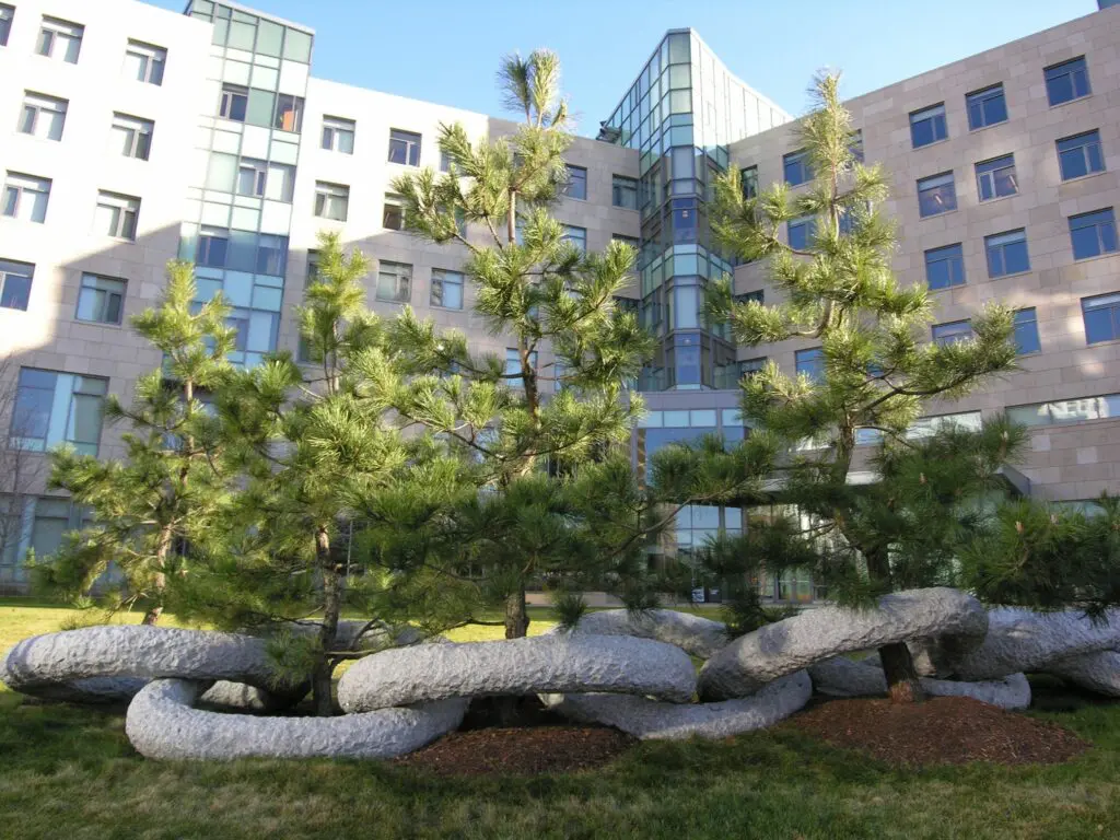 Japanese Black Pines Grace Sloan Finance Building At Mit, Cambridge, Ma