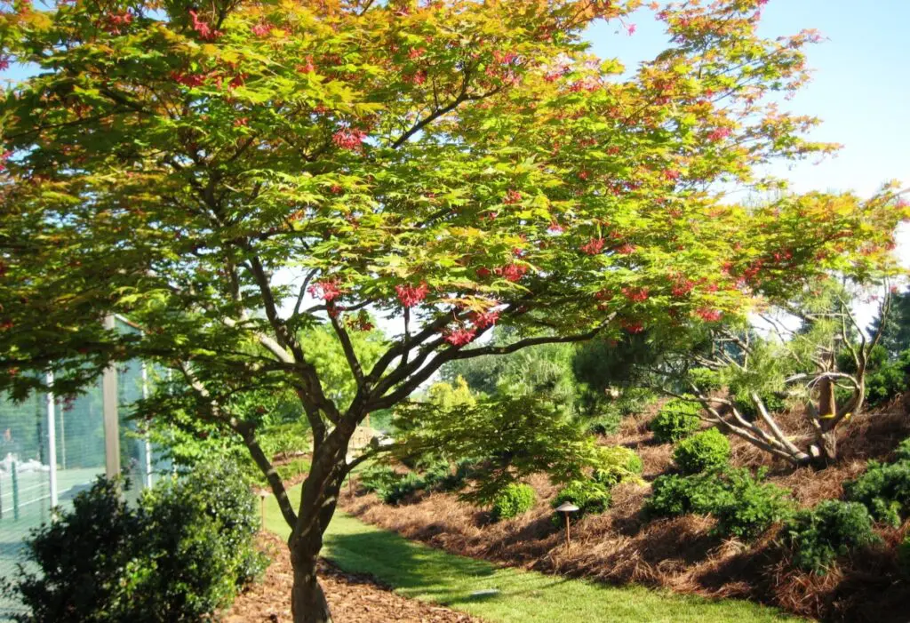 Landscape Design 19 Green Japanese Maple In Spring, Lancaster, Pa