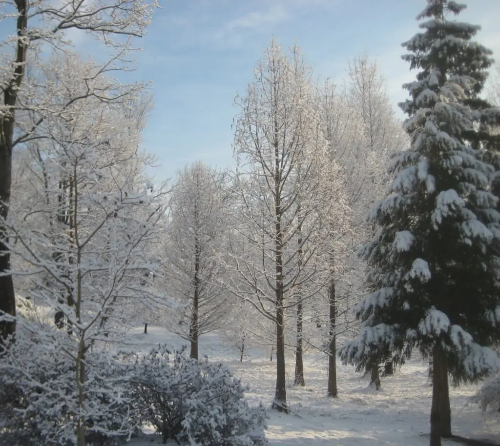 A Snowy Landscape With Trees And Bushes