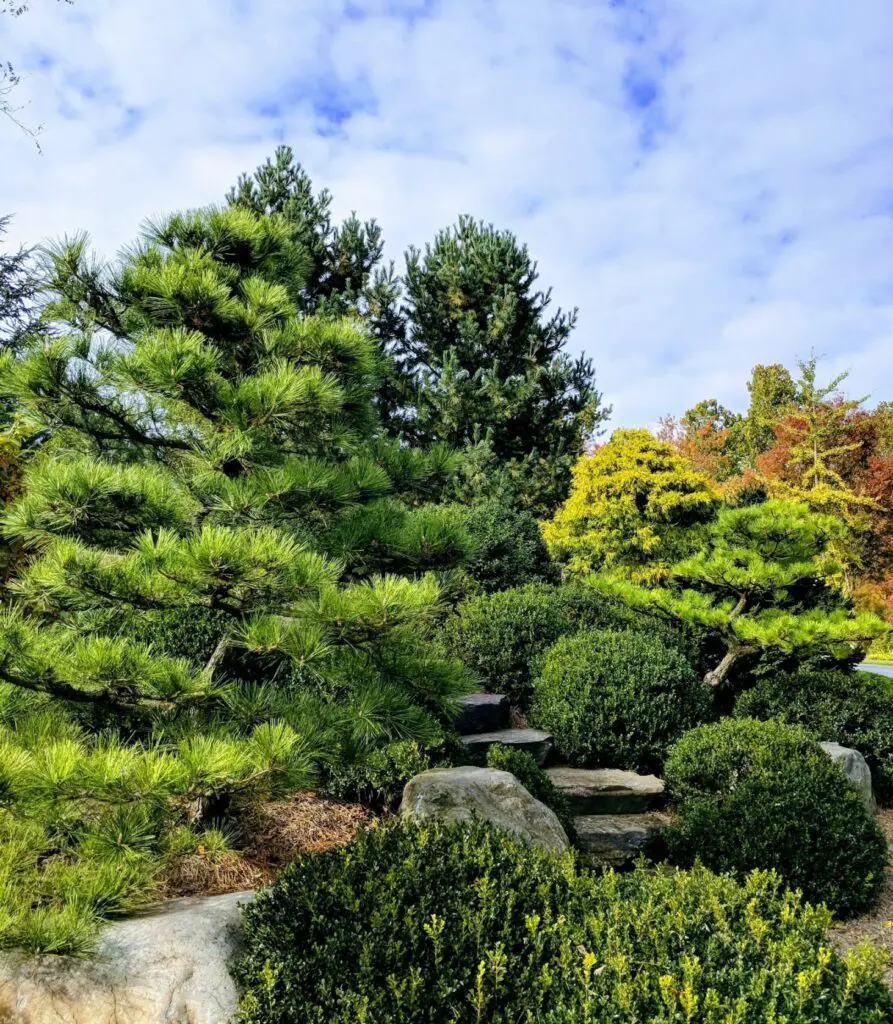 A Group Of Trees And Bushes