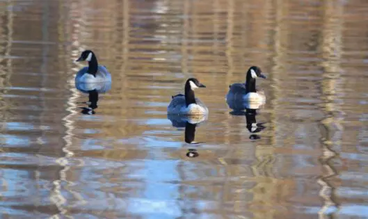 Goose Music_featured_image