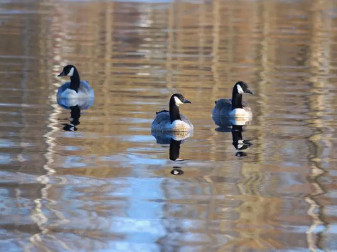 Goose Music_featured_image