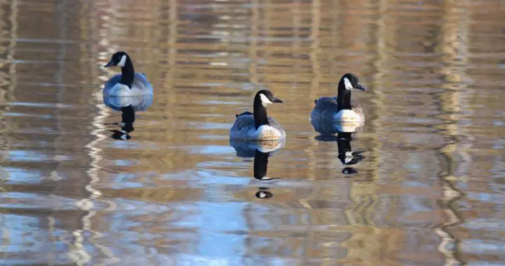 Goose Music Canada Geese 2021 08 29 20 01 26 Utc 1