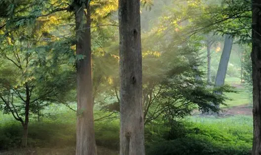 TREES_featured_image