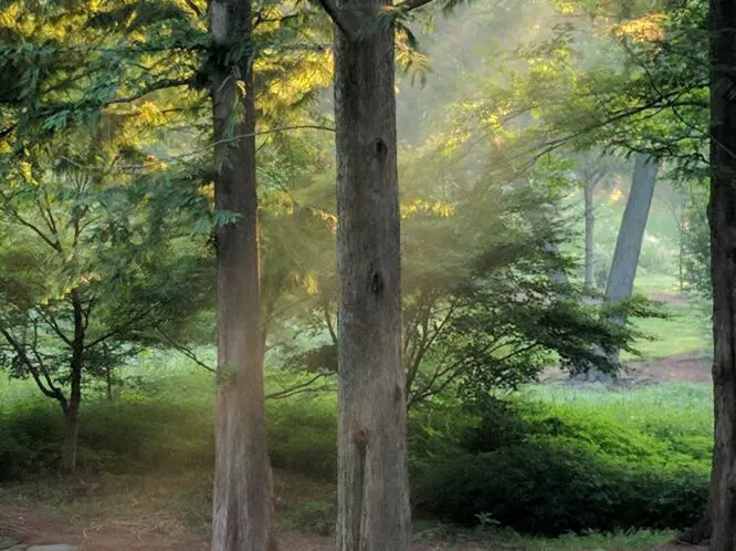 TREES_featured_image