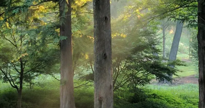 Trees 1 Trees Dawn Redwood Cathedral 1