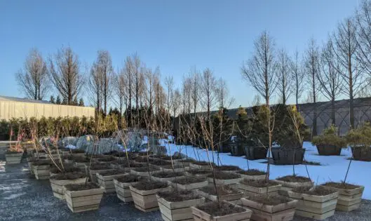 Life From Life_featured_image