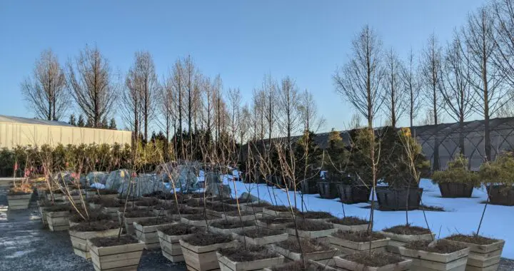 Life From Life 2 Life From Life Tree Trunk To Tree Box 7