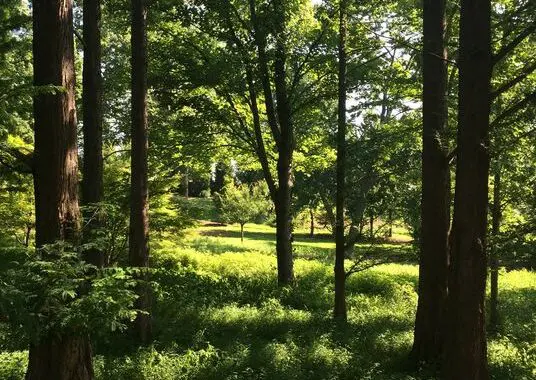 Old Trees 147542257 5288422874508843 7239907081108466626 N