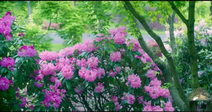 Sunrise, Sunset... 11 Sunrise, Sunset... 163820519 5488658821151913 5059396428866475212 N