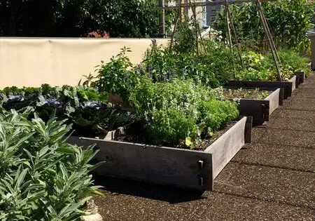 URBAN ROOFTOP GARDEN YIELDS VEGGIES (& JOY) IN ABUNDANCE_featured_image