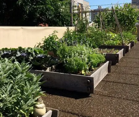 Urban Rooftop Garden Yields Veggies (&Amp; Joy) In Abundance 108727363 4300463623304778 5854092742445515298 N