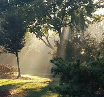 The delight of KOMOREBI_featured_image