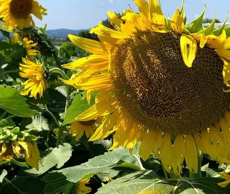 Thankful... 2 Thankful... 117961223 4482583565092782 5633320204233861892 N