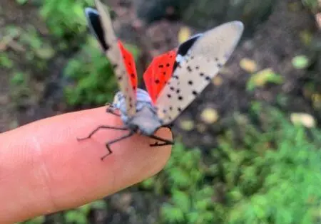 A PLAN FOR TWO PESTS: How an Invasive Plant Species is Helping to Reduce a Pesky Insect Population_featured_image