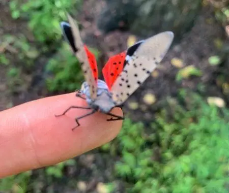 A Plan For Two Pests: How An Invasive Plant Species Is Helping To Reduce A Pesky Insect Population 118885401 4572503056100832 2146003025273944555 N