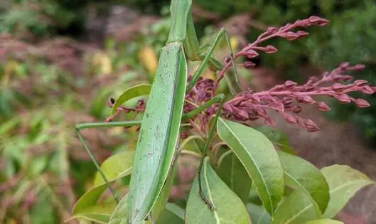 PRAYING MANTIS: Ninja Warrior of the Garden!_featured_image