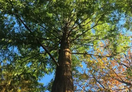 Tree Lessons_featured_image