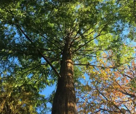 Tree Lessons 5 Tree Lessons 121062245 4761010443916758 5039176144624974158 N