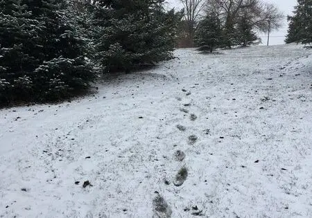 WALKING IN A WINTER WONDERLAND_featured_image