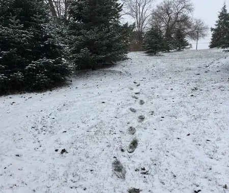 Walking In A Winter Wonderland 130572417 5019751521375981 284025127124776958 N