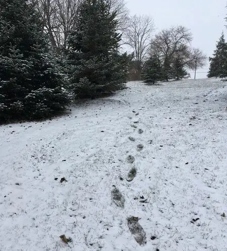 WALKING IN A WINTER WONDERLAND_featured_image