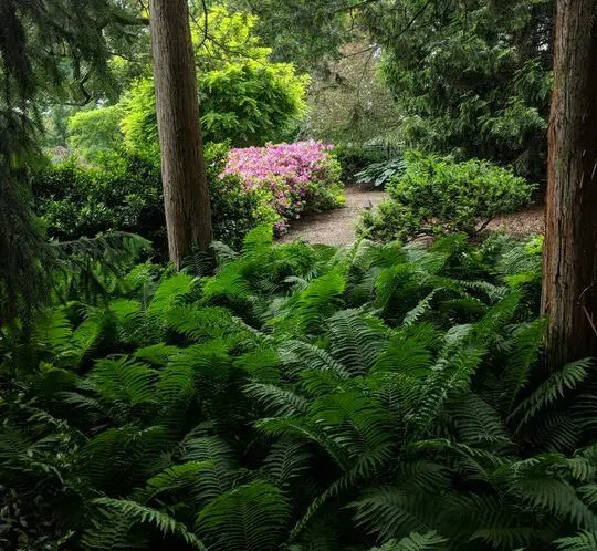 GARDEN TRANQUILITY_featured_image