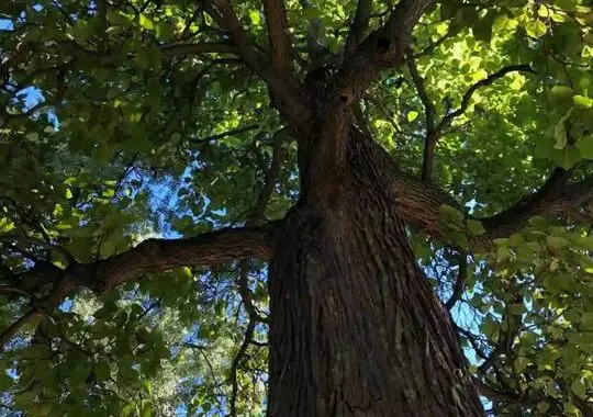 Living Memorials 169286150 782141686031003 7547538121345726488 N