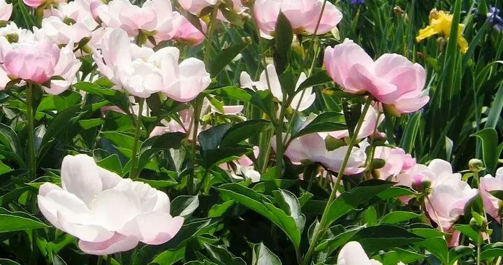 June 2 June 174431215 5631615286856265 6691954276482039826 N