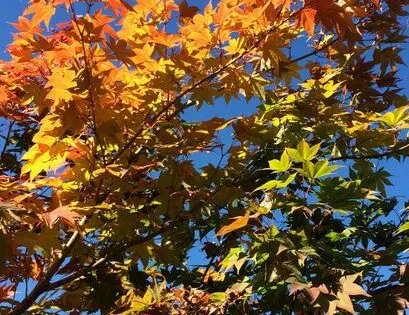 WHY I NEED A GARDEN IN MY LIFE (Part 3): JOY_featured_image