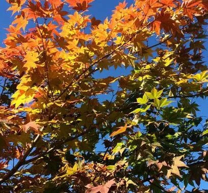 Why I Need A Garden In My Life (Part 3): Joy 6 Why I Need A Garden In My Life (Part 3): Joy 83690167 3673571312660682 3412392327451246592 N E1628805046603