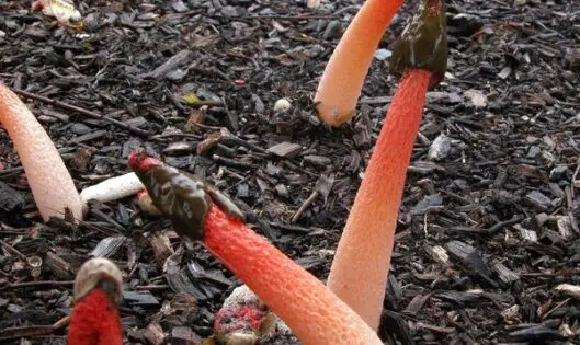 MUCH ADO ABOUT MULCH (Part 1 of 3)_featured_image