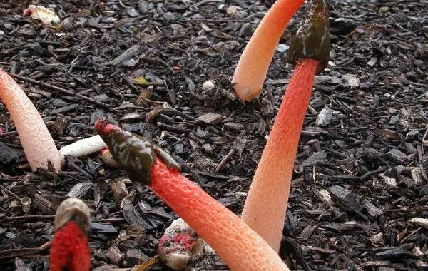 Much Ado About Mulch (Part 1 Of 3) 3 Much Ado About Mulch (Part 1 Of 3) 83753765 3673932509291229 5957642431561203712 N