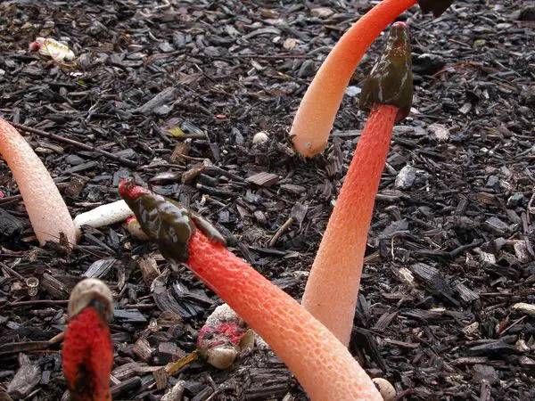 MUCH ADO ABOUT MULCH (Part 1 of 3)_featured_image