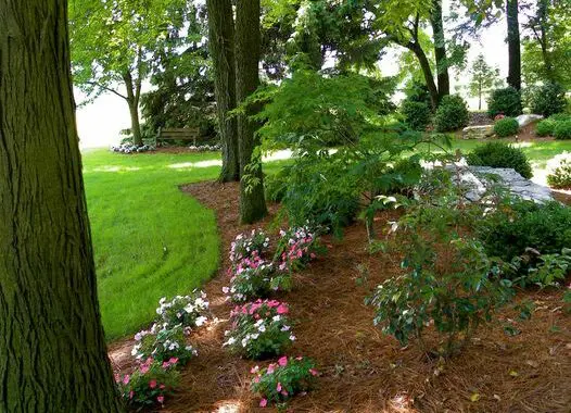 Mulch: Too Much Of A Good Thing? 6 Mulch: Too Much Of A Good Thing? 87809746 3809158832435262 8927803919531245568 N