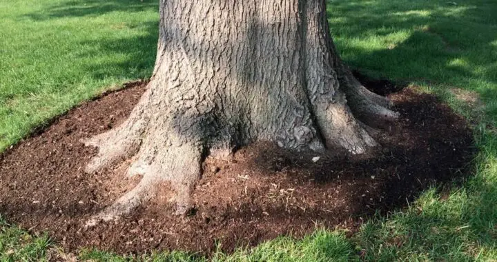 A Japanese Maple Tree Having Its Root Flare Exposed By A Lawn Manager At Hanselman Gardens In Order For The Tree To Properly Breath Without Stunted Growth.