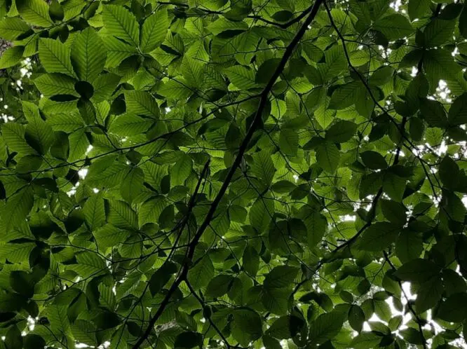 A Regard for Trees_featured_image