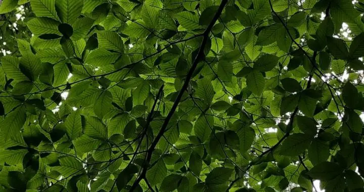 A Regard For Trees Leaves