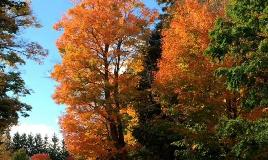 Autumn is a Second Spring_featured_image