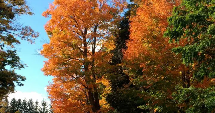 Autumn Is A Second Spring 241800547 6371259172891869 1636149816415866824 N