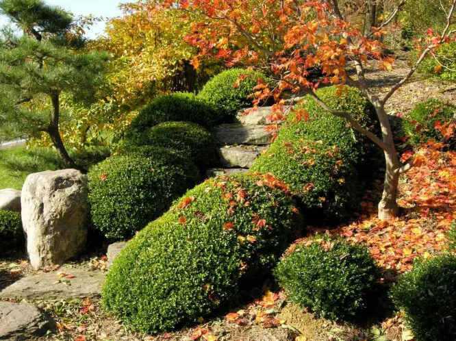 Garden Care Tips for Early Autumn_featured_image