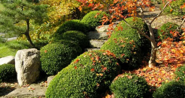 Garden Care Tips For Early Autumn 241846861 6371421682875618 7596973922573592641 N