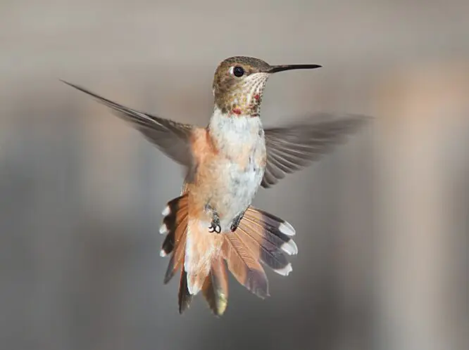 Humming Birds_featured_image