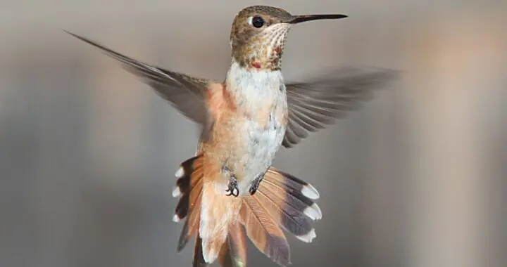 Humming Birds 4 Humming Birds Hummingbird