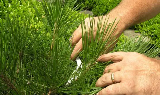 Good Gardening Tip_featured_image