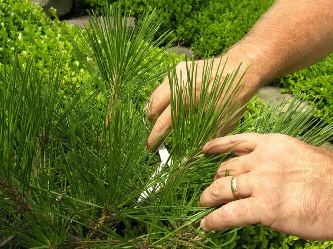 Good Gardening Tip_featured_image