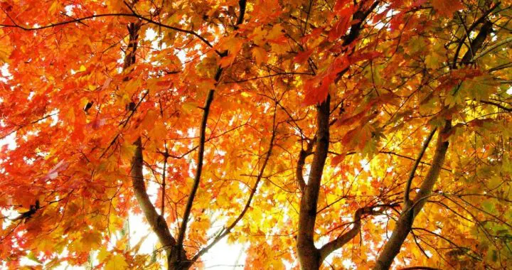 Japanese Maple 14 Japanese Maple 241853670 6372407909443662 6837911058047033818 N